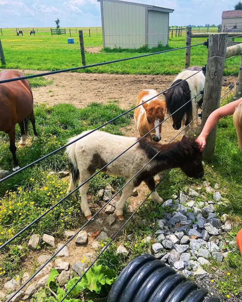 The Li'l Country Store & Miniature Horse Farm